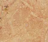 BRECCIA PERNICE CHIARA